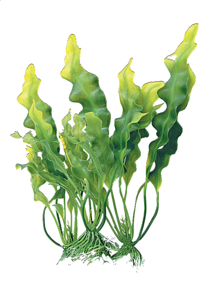 Бурые водоросли ламинария