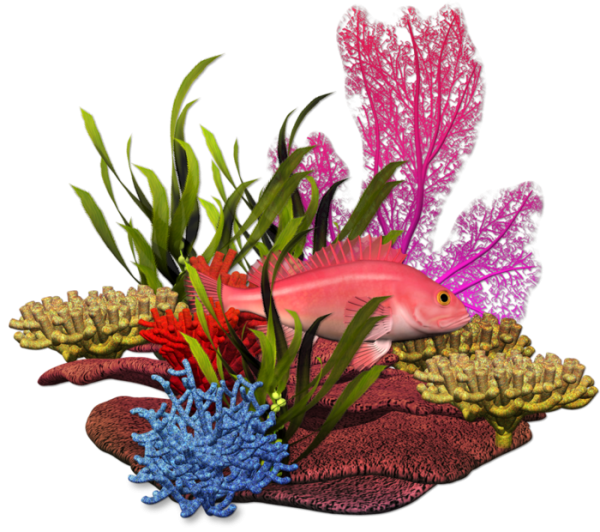 Кораллы на белом фоне