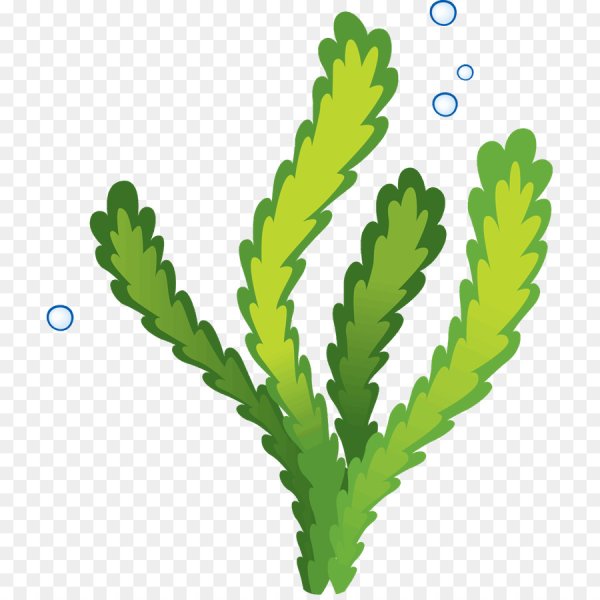 Водоросли для детей