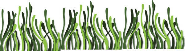 Водоросли без фона