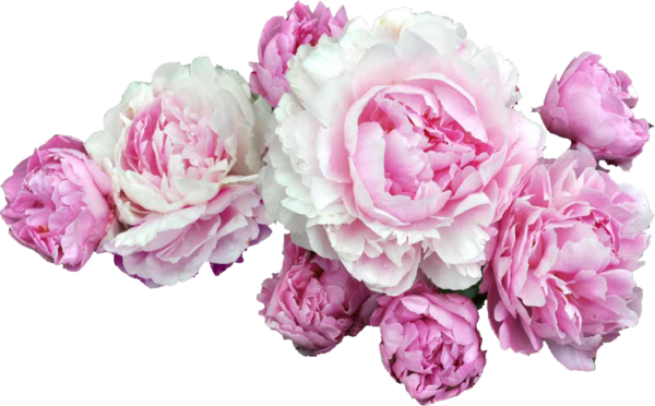 Пионы на белом фоне