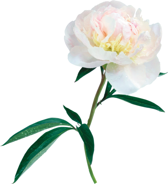 Пионы на прозрачном фоне