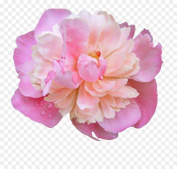 Розовые пионы