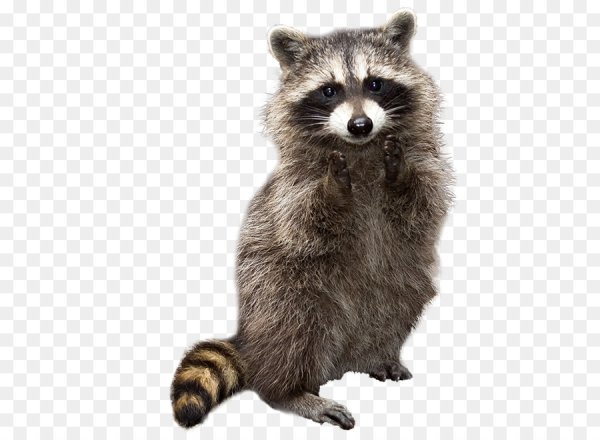 Енот на прозрачном фоне