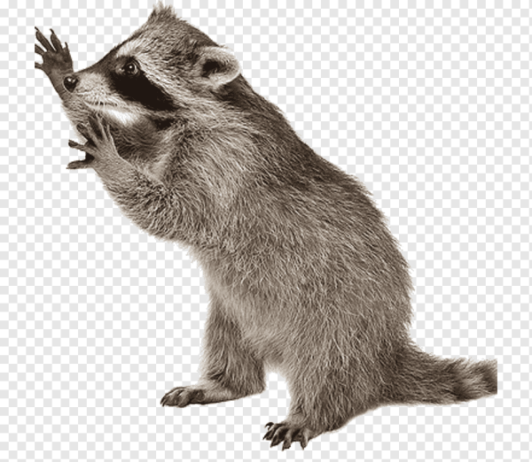 Енот полоскун на белом фоне
