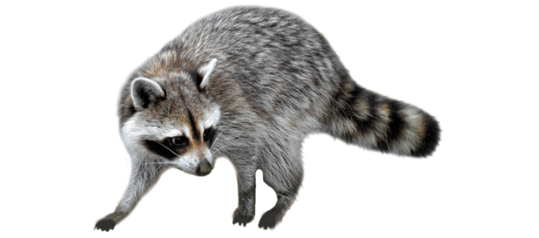 Енотик клипарт