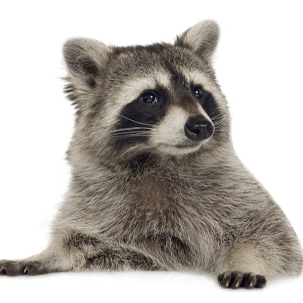 Енот рисунок