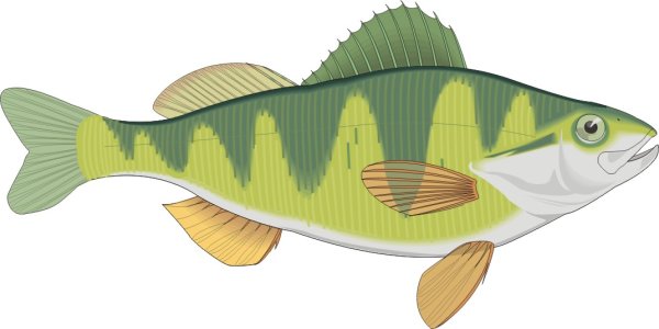 Рыба клипарт на прозрачном фоне