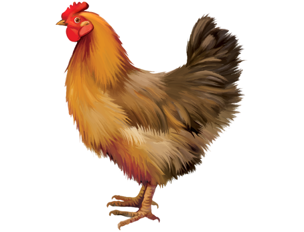 Курица на прозрачном фоне