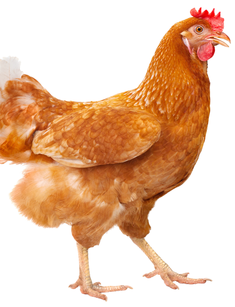 Курочка на белом фоне