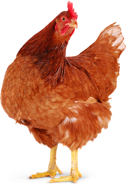 Курица на прозрачном фоне