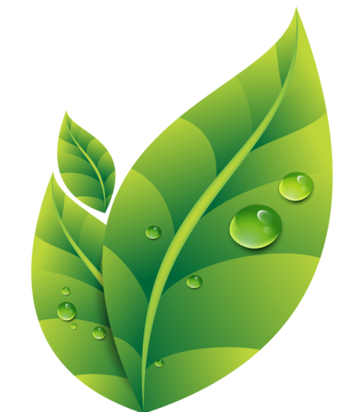 Листья вектор