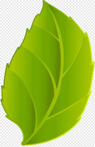 Зеленый листик