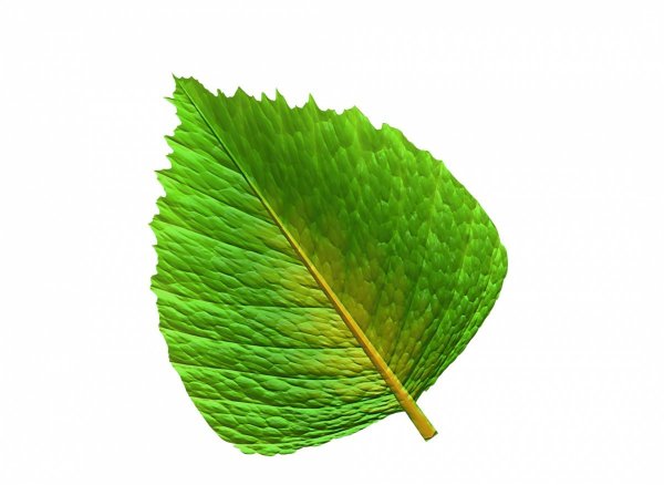 Зеленый лист