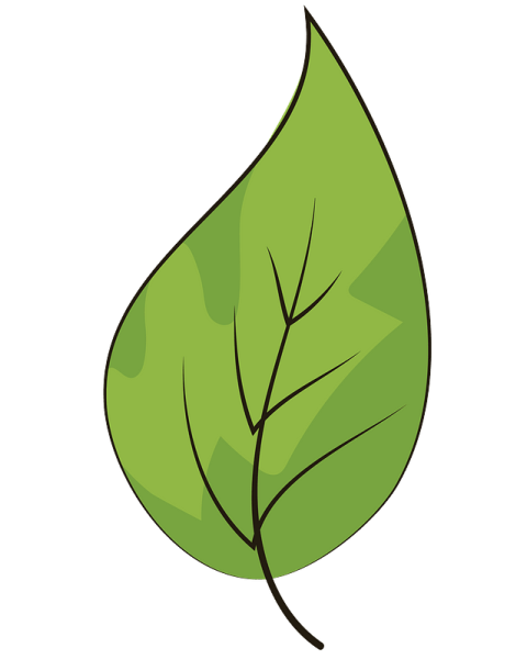 Листья клипарт вектор