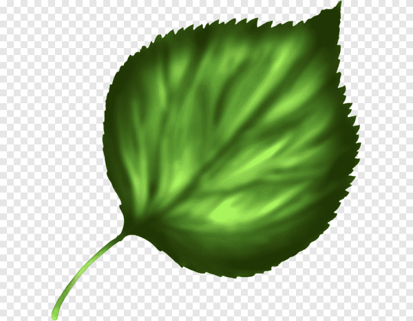 Зеленые листья нарисованные