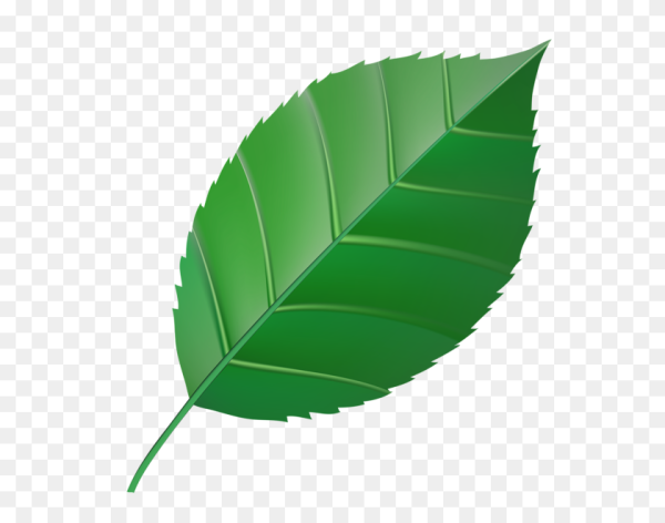 Зеленые листочки