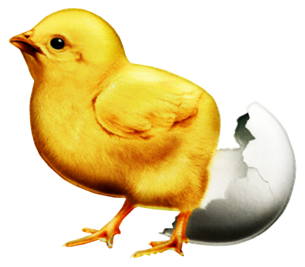 Изображение цыпленка