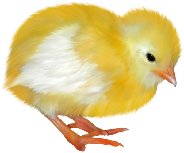 Цыпленок на белом фоне