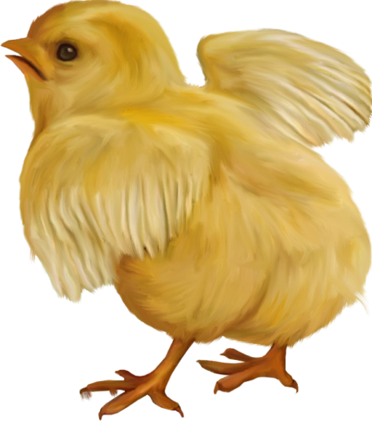 Цыпленок без фона