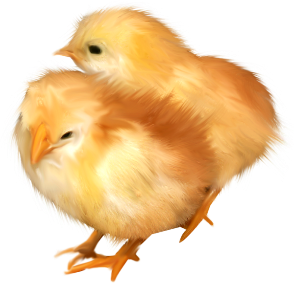 Цыпленок на прозрачном фоне