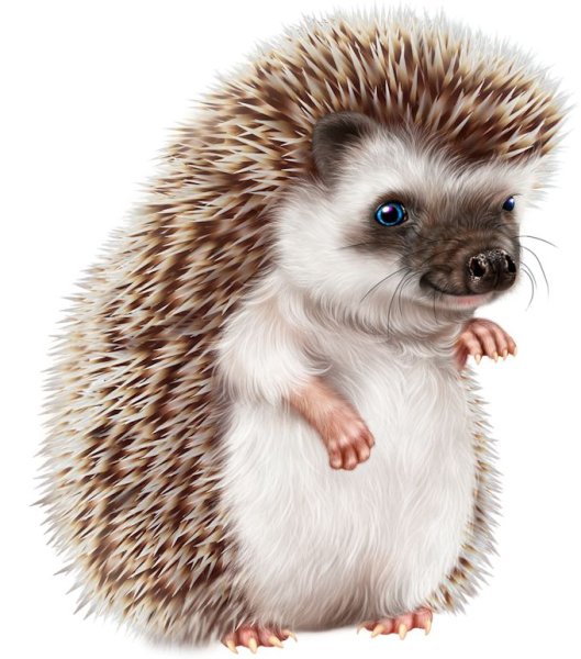 Ежик на белом фоне