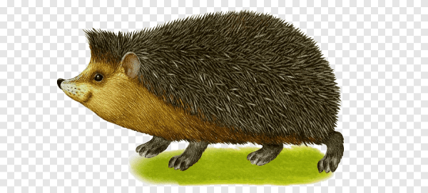 Еж для детей