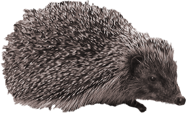 Еж на белом фоне