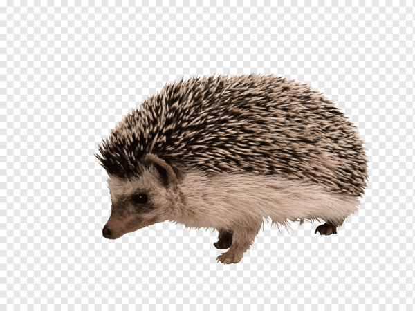 Ежик на белом фоне