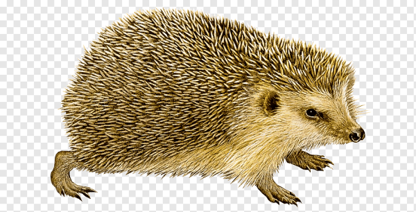 Еж на белом фоне