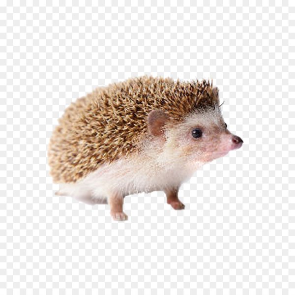 Милые ежики