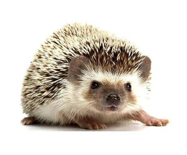 Еж на белом фоне