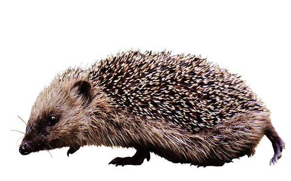 Еж на прозрачном фоне