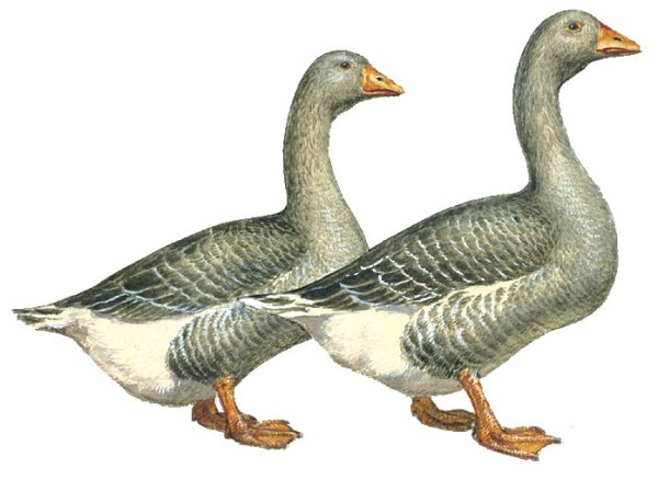 Шадринская порода гусей