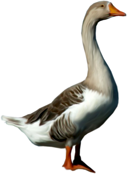 Гусь на белом фоне