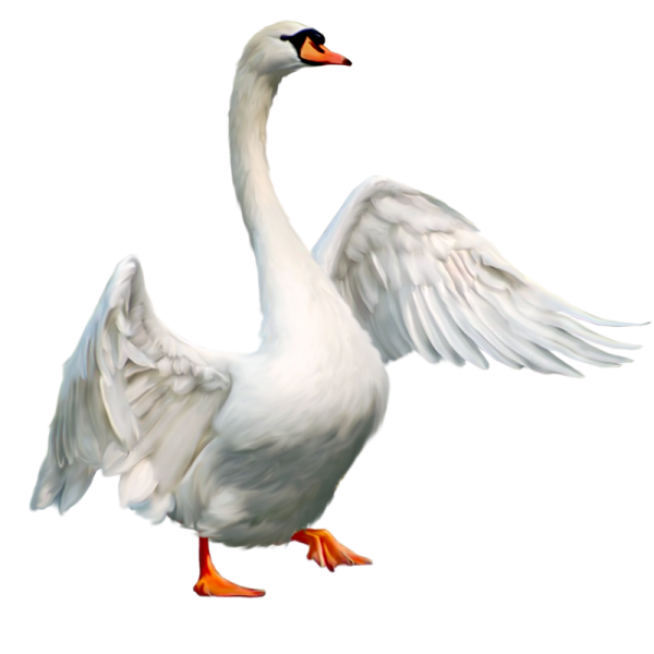 Лебедь на белом фоне