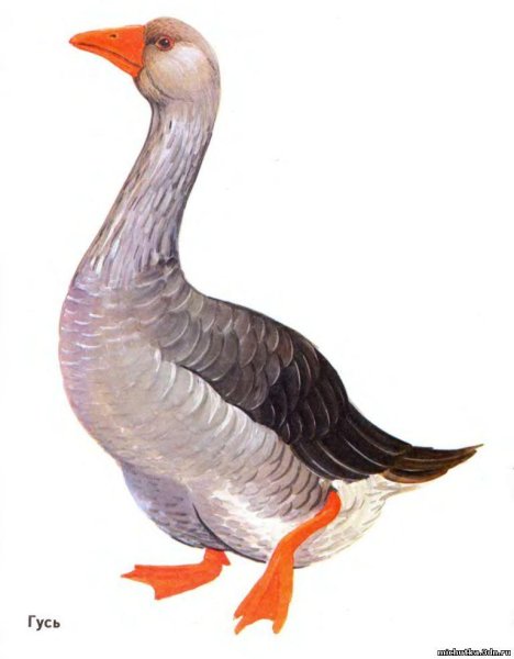 Гусь для детей