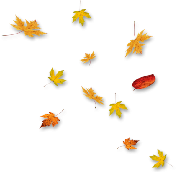 Падающие листья на прозрачном фоне