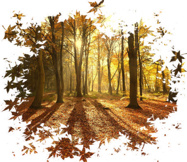 Осенний лес иллюстрация