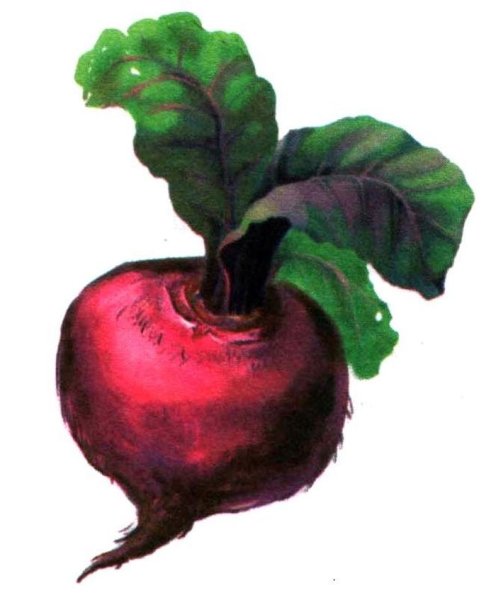 Овощи свекла