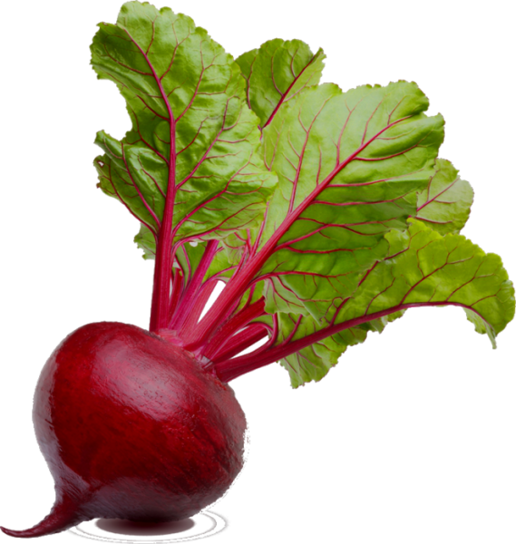 Свекла Беттолло f1