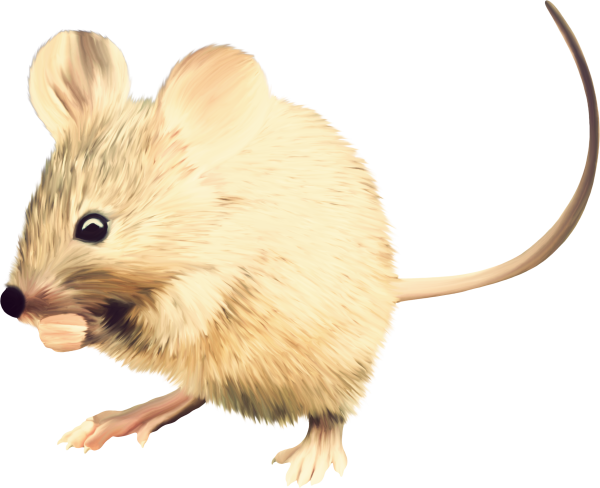 Мышка на прозрачном фоне