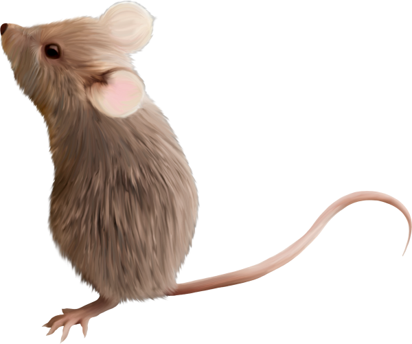 Мышь и крыса