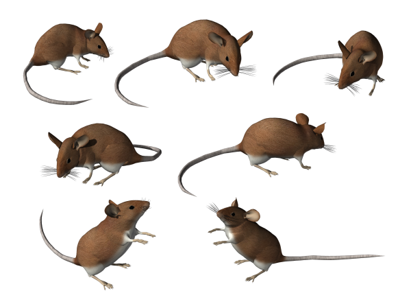 Мышь на прозрачном фоне для фотошопа