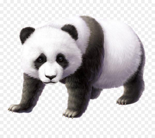 Пандочка на прозрачном фоне