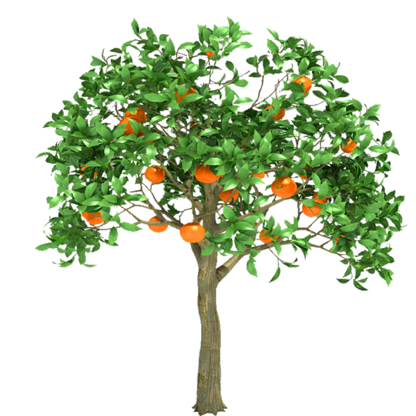 Мандарин листопадное дерево