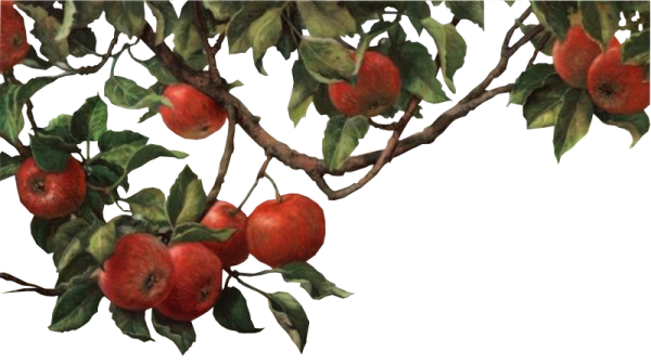 Ветка яблони с яблоками на белом фоне