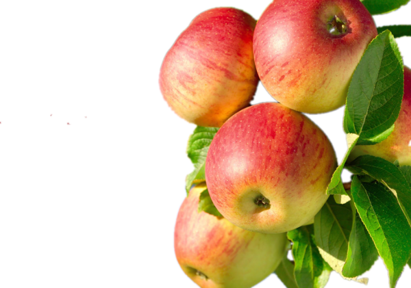 Яблоки на ветке