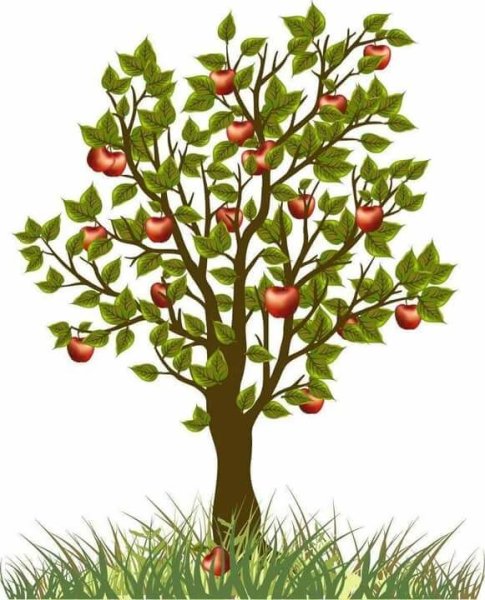 Яблоня на белом фоне