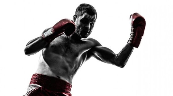 Боксер на белом фоне